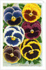 Seed Catalog Illustration of Six Pansy Blossoms by Anonymous