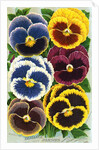 Seed Catalog Illustration of Six Pansy Blossoms by Anonymous