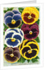 Seed Catalog Illustration of Six Pansy Blossoms by Anonymous