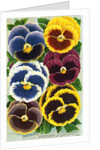 Seed Catalog Illustration of Six Pansy Blossoms by Anonymous