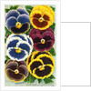 Seed Catalog Illustration of Six Pansy Blossoms by Anonymous