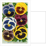 Seed Catalog Illustration of Six Pansy Blossoms by Anonymous
