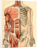 Illustration of Muscles and Skeleton of the Human Torso, Front by Maurice Dessertenne