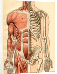 Illustration of Muscles and Skeleton of the Human Torso, Front by Maurice Dessertenne