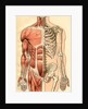 Illustration of Muscles and Skeleton of the Human Torso, Front by Maurice Dessertenne