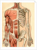 Illustration of Muscles and Skeleton of the Human Torso, Front by Maurice Dessertenne