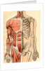 Illustration of Muscles and Skeleton of the Human Torso, Front by Maurice Dessertenne