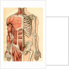 Illustration of Muscles and Skeleton of the Human Torso, Front by Maurice Dessertenne