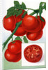 Color Print of Tomatoes on the Vine by Anonymous