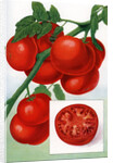 Color Print of Tomatoes on the Vine by Anonymous