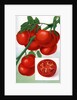 Color Print of Tomatoes on the Vine by Anonymous