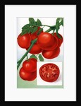 Color Print of Tomatoes on the Vine by Anonymous
