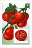 Color Print of Tomatoes on the Vine by Anonymous