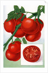 Color Print of Tomatoes on the Vine by Anonymous