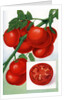 Color Print of Tomatoes on the Vine by Anonymous