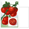 Color Print of Tomatoes on the Vine by Anonymous