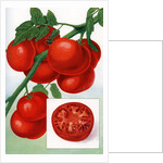 Color Print of Tomatoes on the Vine by Anonymous