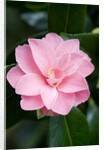 Camellia x williamsii 'Billie McCaskell' by Anonymous