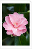 Camellia x williamsii 'Billie McCaskell' by Anonymous