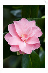 Camellia x williamsii 'Billie McCaskell' by Anonymous