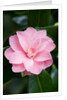 Camellia x williamsii 'Billie McCaskell' by Anonymous