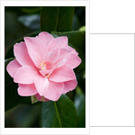 Camellia x williamsii 'Billie McCaskell' by Anonymous