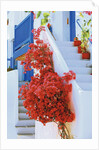 Flowers Blooming on Stairway by Anonymous