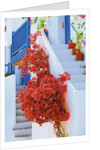 Flowers Blooming on Stairway by Anonymous