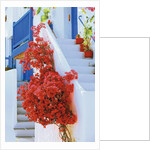 Flowers Blooming on Stairway by Anonymous