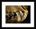 Ouch by Nathan Griffith