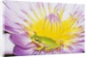 Eastern Dwarf Tree Frog on Blossoming Water Lily by Anonymous