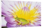 Eastern Dwarf Tree Frog on Blossoming Water Lily by Anonymous