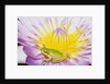 Eastern Dwarf Tree Frog on Blossoming Water Lily by Anonymous