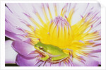 Eastern Dwarf Tree Frog on Blossoming Water Lily by Anonymous