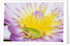 Eastern Dwarf Tree Frog on Blossoming Water Lily by Anonymous