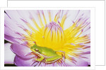 Eastern Dwarf Tree Frog on Blossoming Water Lily by Anonymous