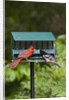 Cardinal and Rose-Breasted Grosbeak by Anonymous