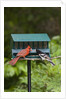 Cardinal and Rose-Breasted Grosbeak by Anonymous