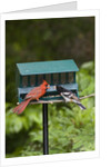 Cardinal and Rose-Breasted Grosbeak by Anonymous