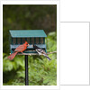 Cardinal and Rose-Breasted Grosbeak by Anonymous