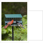 Cardinal and Rose-Breasted Grosbeak by Anonymous