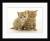 Six Week Old Yellow Kitten Siblings by Anonymous