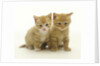 Six Week Old Yellow Kitten Siblings by Anonymous