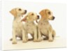 Beagle Puppies Looking Left by Anonymous