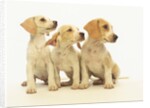 Beagle Puppies Looking Left by Anonymous