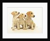 Beagle Puppies Looking Left by Anonymous