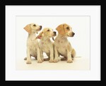 Beagle Puppies Looking Left by Anonymous