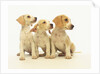 Beagle Puppies Looking Left by Anonymous
