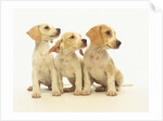Beagle Puppies Looking Left by Anonymous