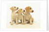 Beagle Puppies Looking Left by Anonymous